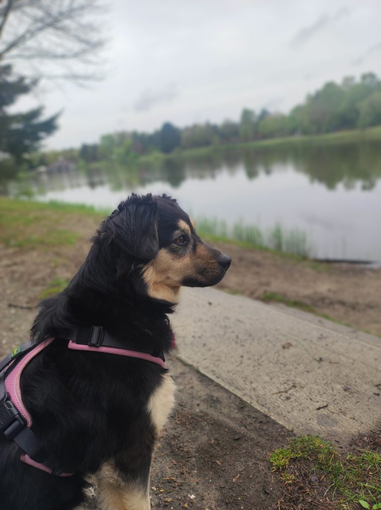 Hundevoting - Mira