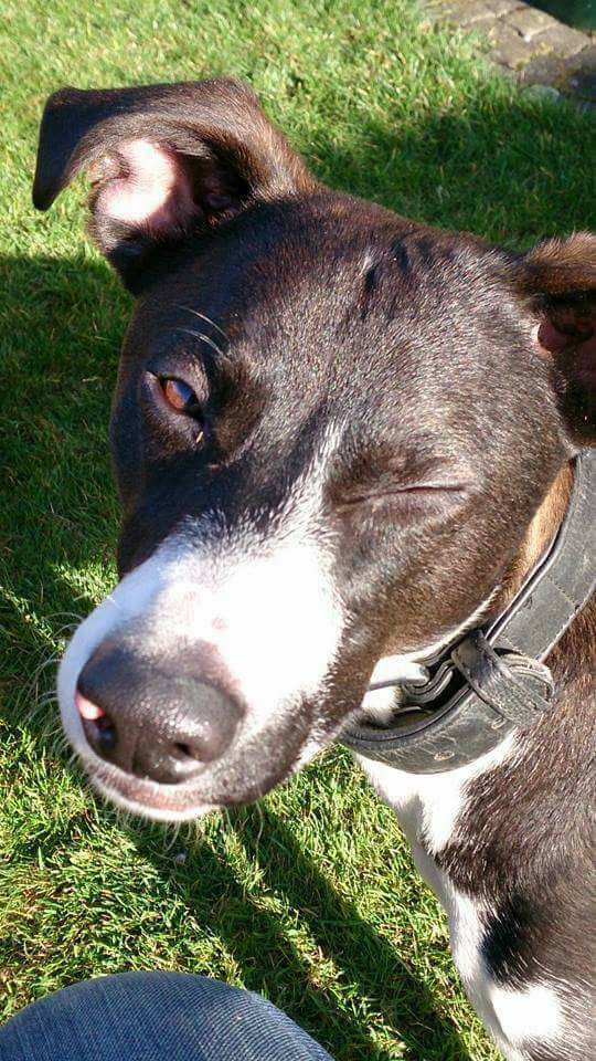 Hundevoting - Bolle