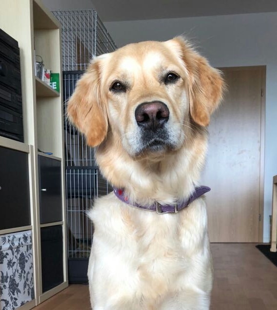 Hundevoting - Emma (mein zweiter Seelenhund)