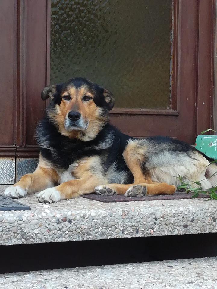 Hundevoting - Jack (Schäferhubd-Bordercollie-Mix)