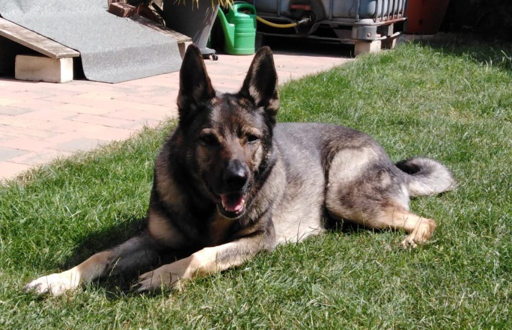 Hundevoting - Amy