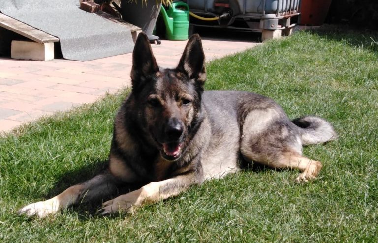 Hundevoting - Amy